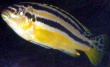 Аквариумные рыбки - ауратусы (Melanochromis auratus, рыба-попугай).