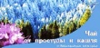 Чай от простуды и кашля с байкальским чабрецом